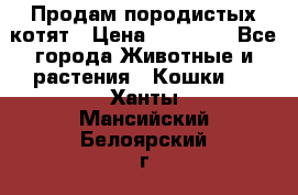 Продам породистых котят › Цена ­ 15 000 - Все города Животные и растения » Кошки   . Ханты-Мансийский,Белоярский г.